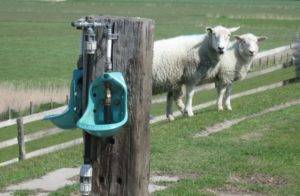 Сарай для овец: выбор материала, пошаговая инструкция строительства, обустройство помещения