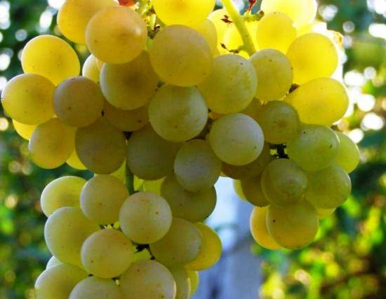 Особенности винограда белое чудо