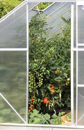 Профилактика фитофторы на помидорах в теплице: как защитить томаты и предотвратить недуг, какие методы применить, как предупредить, чтобы уберечь растения?