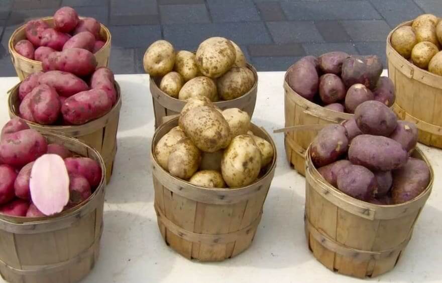 Самые урожайные сорта картофеля на сегодняшний день - сам себе сад