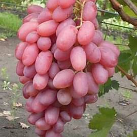Виноград "ванюша": описание сорта и фото, советы по борьбе с вредителями и болезнями