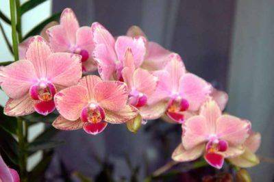 Орхидея фаленопсис: уход, пересадка, размножение. почему не цветёт в домашних условиях.