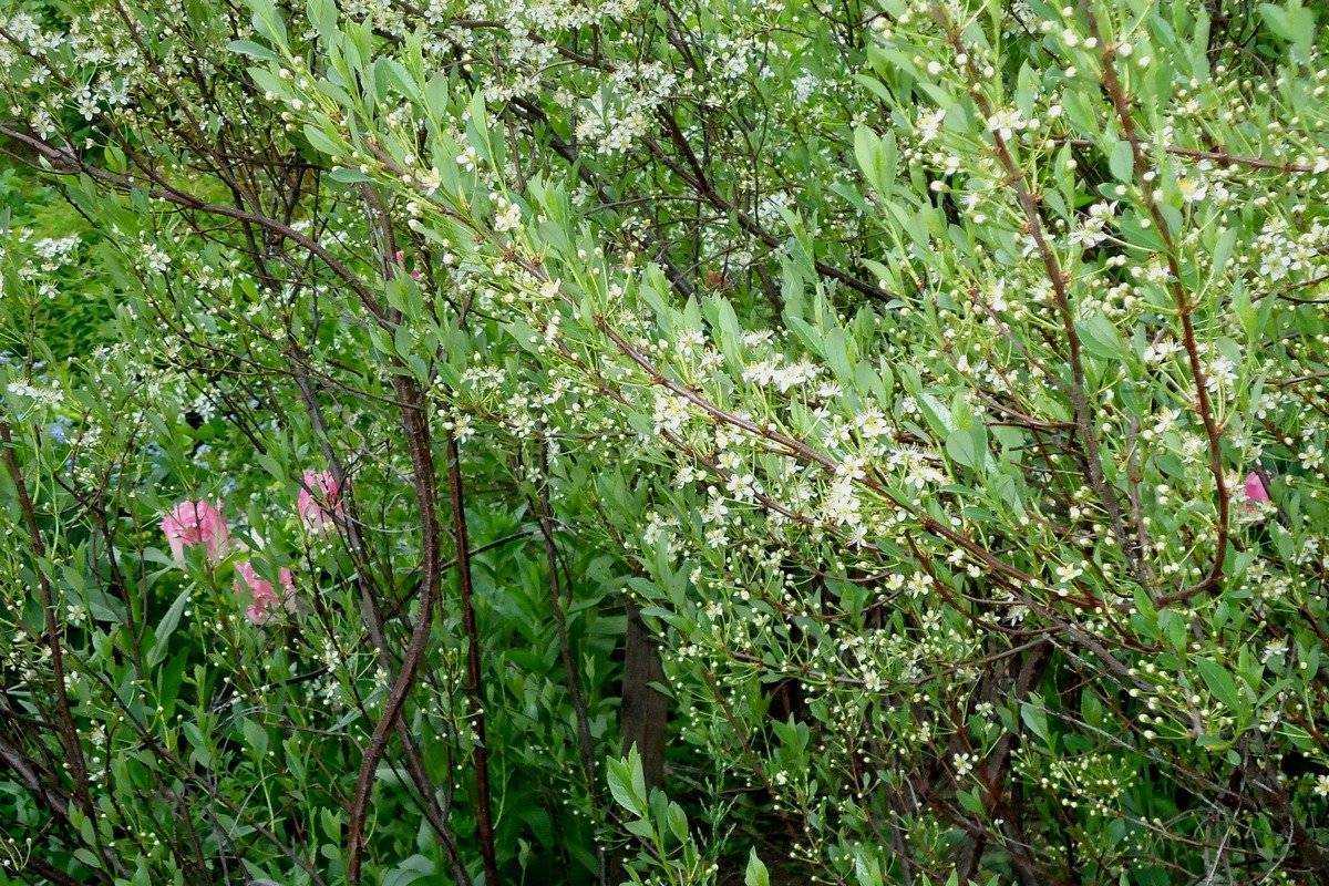Кустовая вишня бессея фото