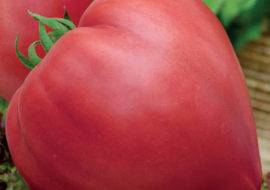 Томат «воловье сердце»: розовый салатный гигант. описание сорта, характеристики плодов и особенности выращивания