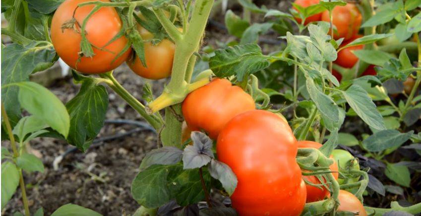 Ультраранний томат «белый налив»: выращиваем из семян рассаду, пересаживаем в теплицу или грунт и наслаждаемся урожаем