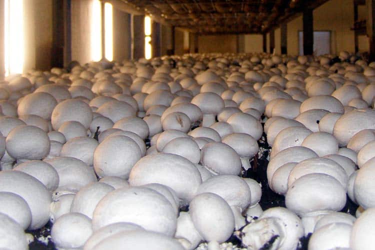 Выращивание белых грибов домашних условиях - особенности, условия и основные правила