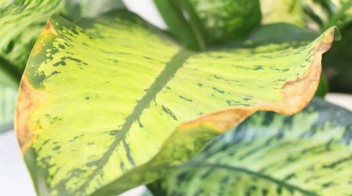 Почему желтеют листья у диффенбахии? причины и решение проблемы