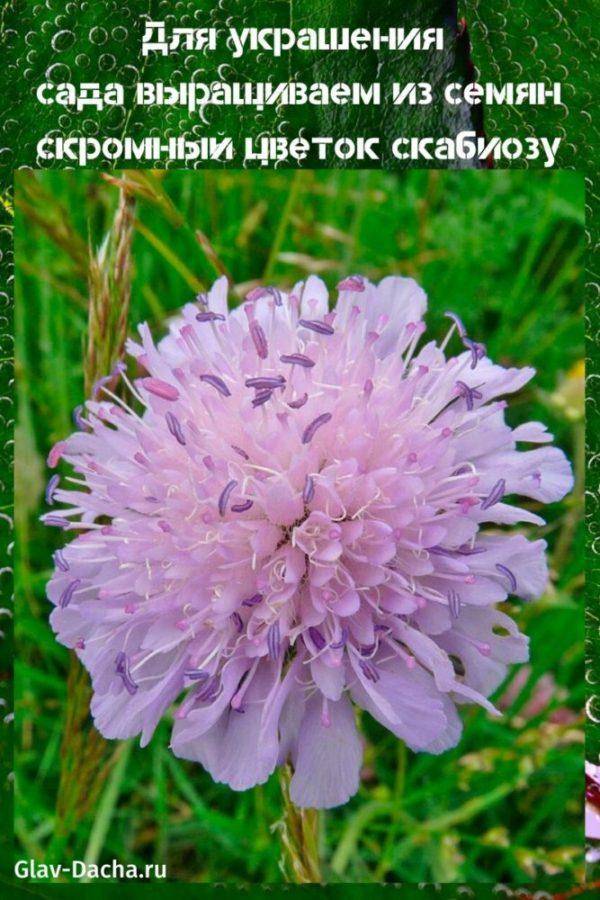 Многолетние цветы скабиоза: выращивание из семян и рассадой