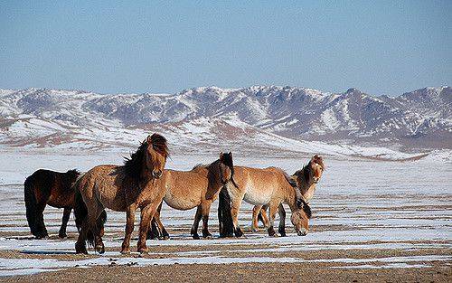 Тракененская порода лошадей (29 фото): характеристика жеребят породы тракен, характер коней