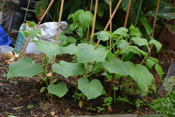 Как выращивать огурцы в открытом грунте - особенности ухода