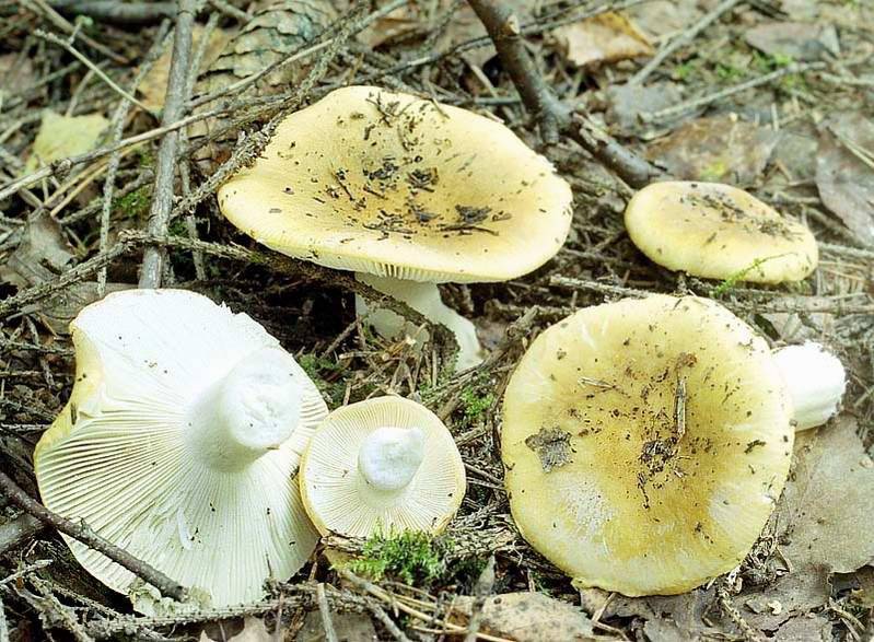 Сыроежка желтая – фото и описание съедобного гриба, где растут, внешний вид
