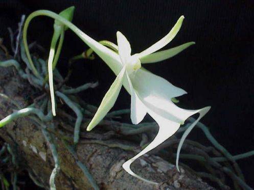 Орхидея призрак (дендрофилакс линдена): описание, фото и особенности ухода за необычным растением в домашних условиях