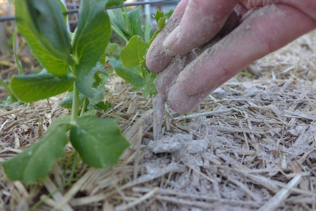 Зола древесная как удобрение для почвы: суммарный опыт от огородников