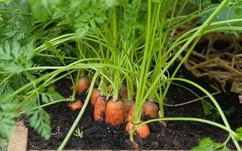 Как вырастить морковь из семян: посадка в открытый грунт