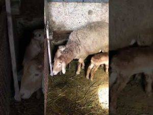 Окот у овец: как принять роды, предродовой и после родовой уход