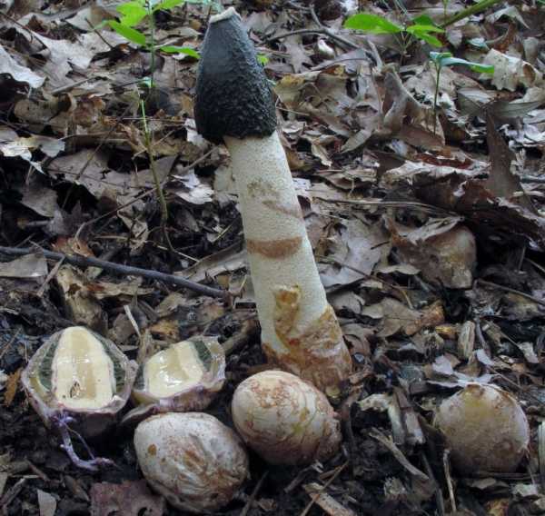 Где растет гриб веселка в россии и когда собирать его — selok.info