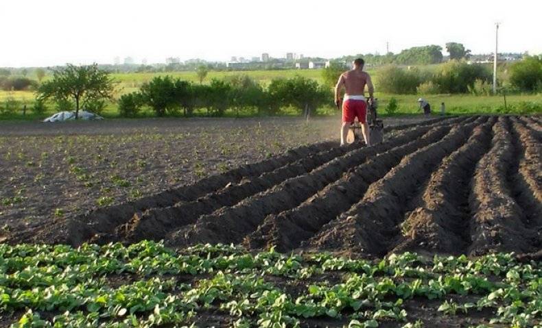 Окучивание картофеля: что это за процедура, когда и как часто она проводиться, каковы самые эффективные способы ухода за урожаем? русский фермер