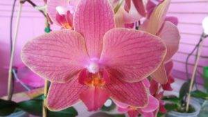 Орхидея фаленопсис: уход и выращивание | (110+ фото)