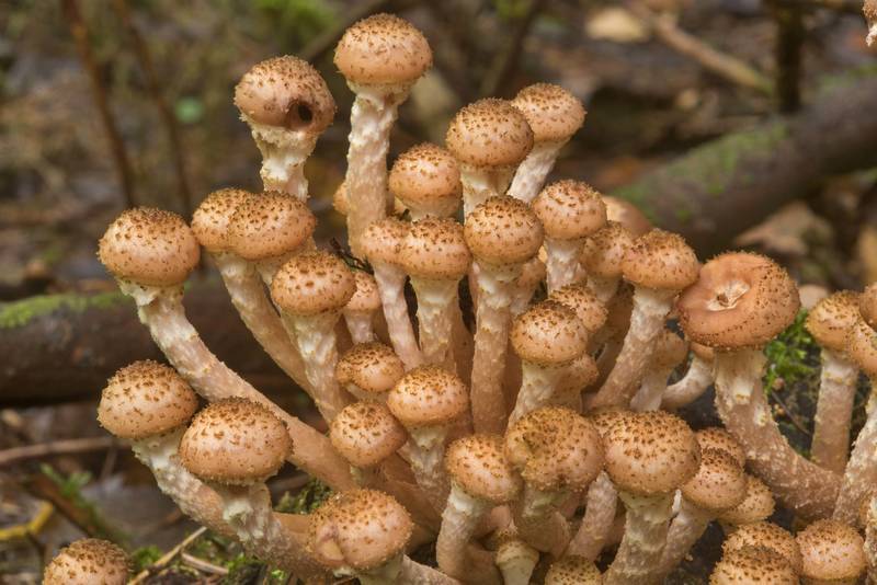 Где собирать грибы краснодарского края