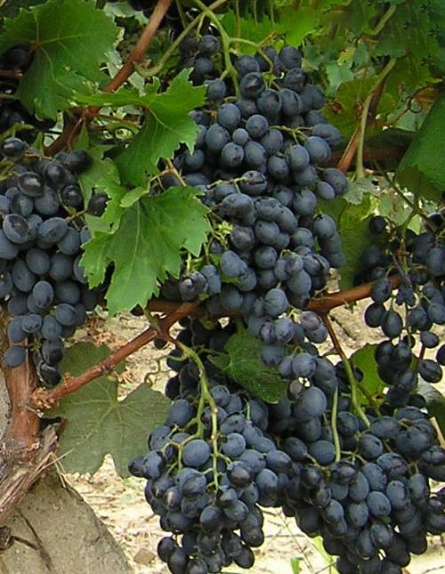 Виноград ливадийский черный: описание сорта, достоинства, технология
