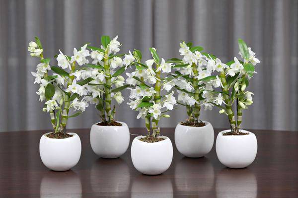 Орхидея дендробиум нобиле, уход в домашних условиях | ароматы и цветы для здоровья-красоты