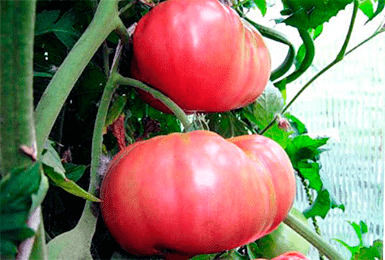 Томат розовый гигант: выращивание и размножение сорта. 115 фото розовых помидор