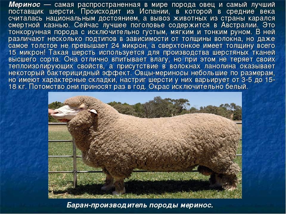Порода овец суффолк: описание и характеристика
