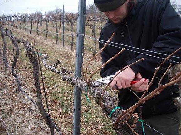 Зима не за горами: как правильно укрыть виноградную лозу
