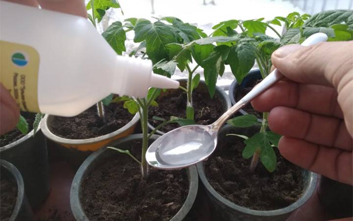 Как подкормить рассаду перца перекисью водорода
