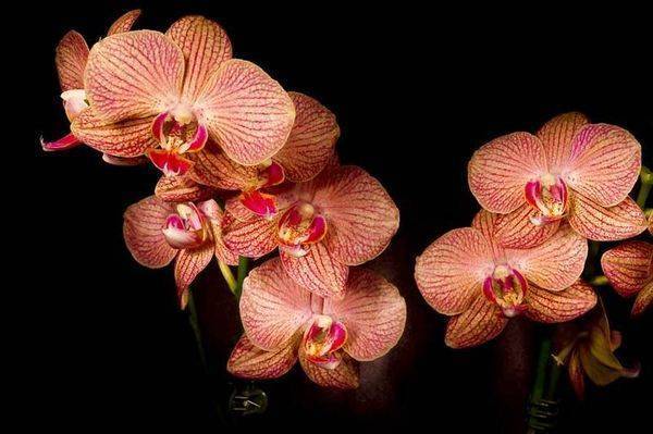 Капризная красота: почему вянет орхидея и сбрасывает цветы?