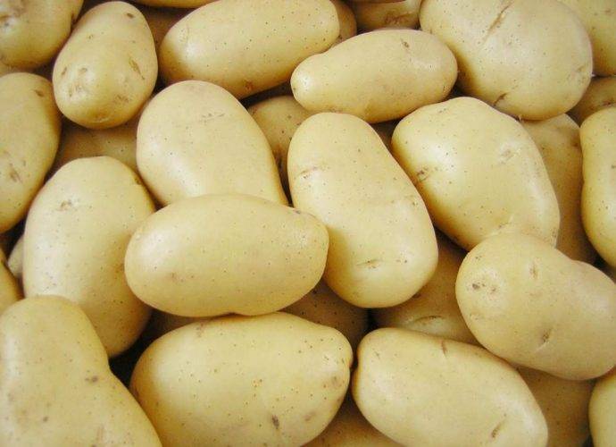 Сорт картофеля импала: описание, выращивание