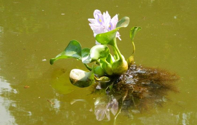 Водный гиацинт эйхорния — посадка и уход в пруду, фото и видео