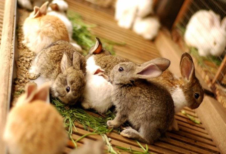 Когда отсаживать крольчат от крольчихи: в каком возрасте