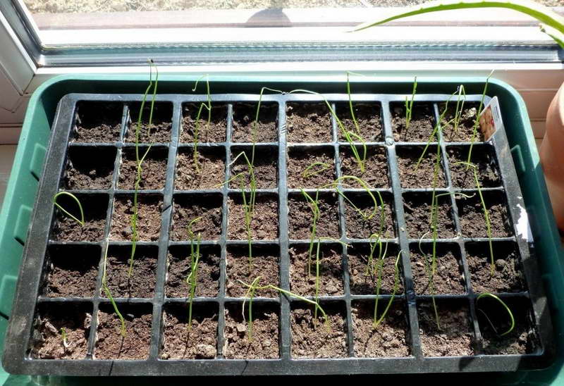 5 причин выращивать лук-порей