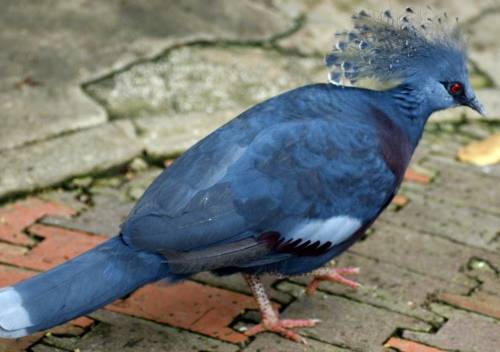 Венценосный голубь: обзор, факты, фото породы