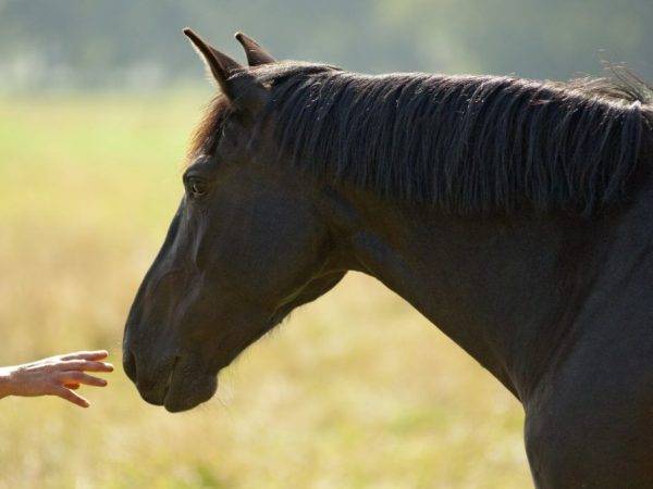 Все породы лошадей с фото и описанием от экспертов