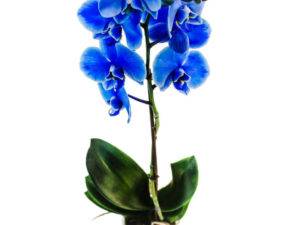 Уход за голубой и синей орхидеей