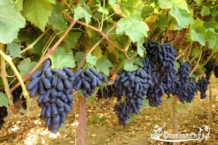 В чем польза винограда для женщин и можно ли нанести вред организму, если употреблять его слишком часто или помногу?