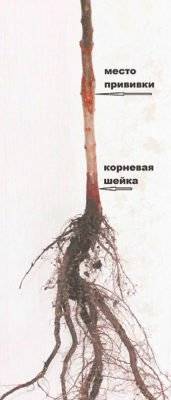 Правила и особенности посадки груши весной в разных регионах россии