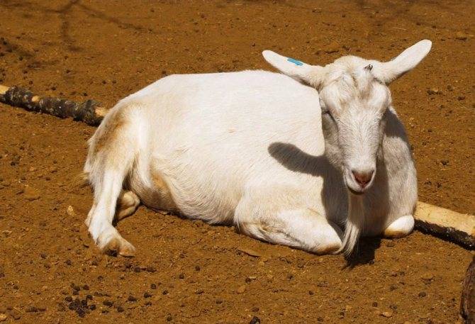 Особенности зааненской породы коз
