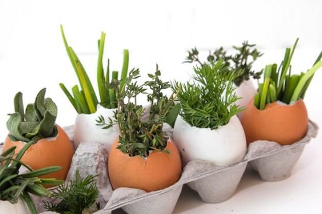 Рассада в яичной скорлупе: особенности выращивания рассады в домашних условиях