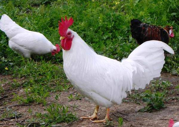 Яйценоская порода кур: какие самые лучшие или неприхотливые породы несушек с крупным яйцом для домашнего разведения и отзывы об этом