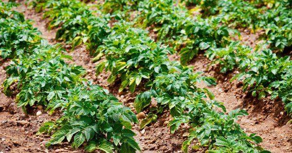 Подкормка картофеля после посадки — основные способы внесения удобрений