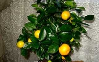 Почему у лимона желтеют листья и опадают в домашних условиях, что делать если желтеет комнатный лимон и осыпается