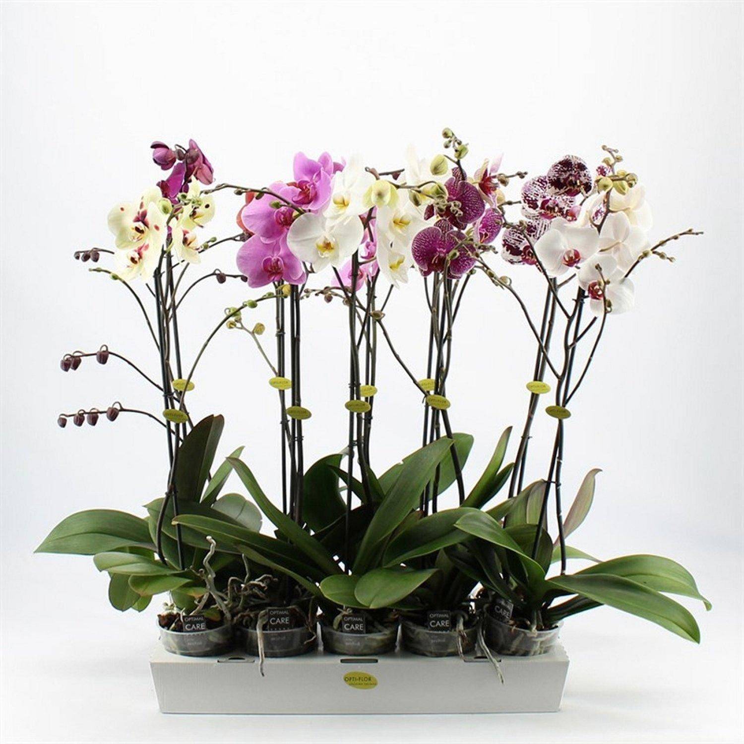 Как ухаживать за орхидеей в домашних условиях после покупки в магазине: что делать с только что купленным цветком, как пересаживать, поливать и подкармливать растение, фото и видео от цветоводов любителей