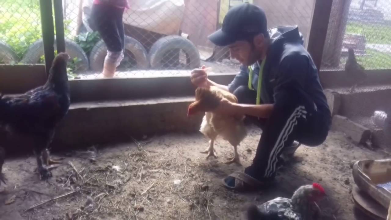 Как избавиться от куриных блох в курятнике и на курах?