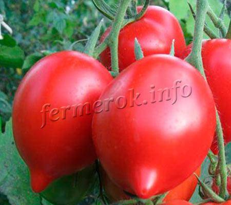Когда сеять помидоры на рассаду в 2021 году