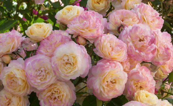 Полная информация о посадке роз осенью в открытый грунт