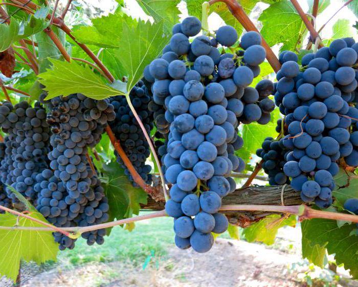 Виноград руслан: характеристика сорта, достоинства, уход и выращивания