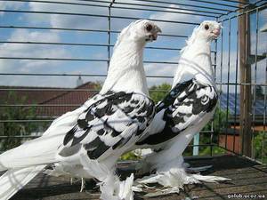 Высоколетные голуби — очаковская и николаевская породы